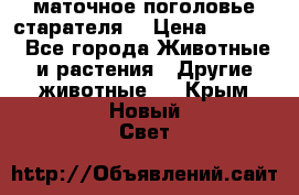 маточное поголовье старателя  › Цена ­ 2 300 - Все города Животные и растения » Другие животные   . Крым,Новый Свет